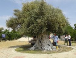 Ant Aacn Zeytin rn, Cumhurbakanna hediye edilecek